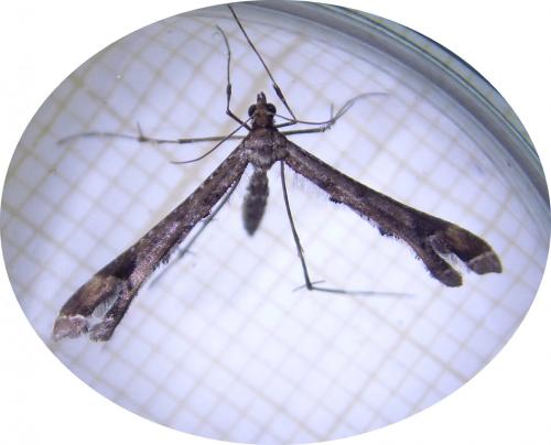 Amblyptilia acanthadactyla